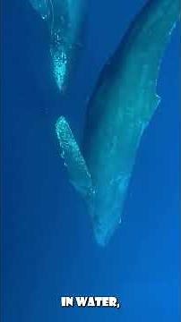 The Sound That Travels Across Entire Oceans #bluewhales #animals #wildlife
