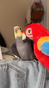 25K views · 1K reactions | YumYum got the beepoos tickled out of him #cockatiel #parrot #bird #yumyumthetiel | Yumyumthetiel | Facebook