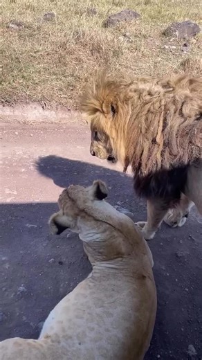 Tanzania Safari Guides| Experts | Wildlife on Instagram: "Every day on safari in Tanzania shows the incredible connection we have with nature. If you are considering a visit, this is the amazing experience that awaits you. Are you dreaming of a perfect safari adventure? 🤩🦒 We’ve got you covered! Safari costs can be a significant hurdle, but we’ve discovered a secret to help you save big! Let us help you find your perfect safari getaway at unbeatable prices! Use the WhatsApp link below to conne