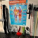 The Muscular System Phys Ed Poster - EXTRA LARGE 33” x 23.5” - Gloss Paper - Physical Education Middle & High School Classroom Decoration - Wall Charts by Daydream Eduaction