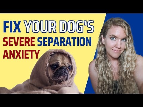 Fix Your Dog’s Separation Anxiety PERMANENTLY