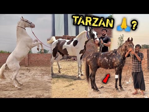 First Time Ablak Ghodi Aagyi 🥳Farm Pr 💕lekin Mera Tarzan Ka Kya Hua ab ?