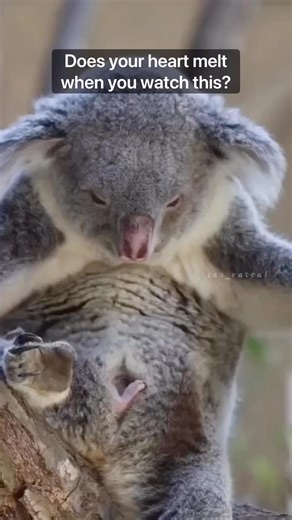 291K views · 164 comments | Our tribute to koalas. Our beloved koalas...