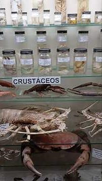 NATURAL SCIENCE MUSEUM LA SALLE COSTA RICA 🇨🇷