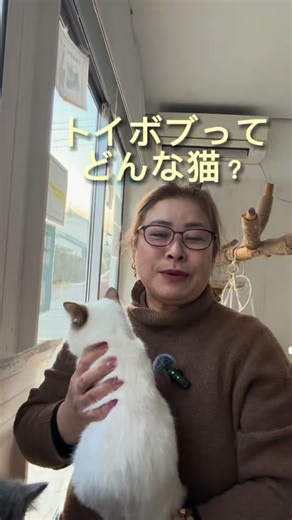 【#トイボブ ってどんな猫？】 #世界最小の猫種 トイボブ 🖤🖤🖤パーフェクトトイズ❣️ #toybob #猫好きさんと繋がりたい #トイボブブリーダー | トイボブ ジャパン