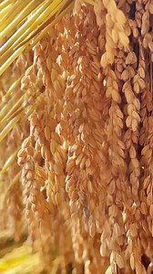 272 reactions | Autumn's beauty is back in full bloom! I recently...