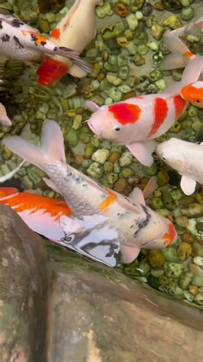 Koi carp fish bog size #shorts