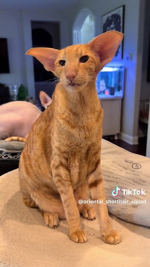 Keebler's Birthday Tomorrow! Oriental Shorthair Cat Facts