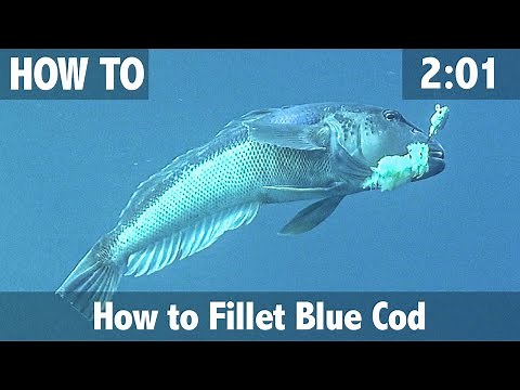 How to Fillet Cod: The fast easy way