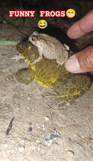 AMAZING FROGS jumping SKILLs😁😂 #frog #jumping #funny #animals