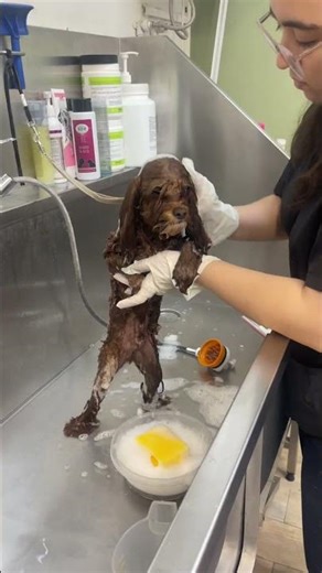 Maltipoo's Hilarious Reaction to Bath Time