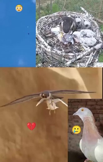 Nasir Ali BROHI on TikTok