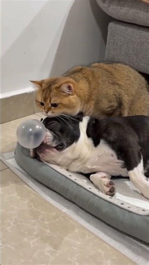 Cat vs Sleeping Dog's Bubble 💣 #PetComedy #Shorts