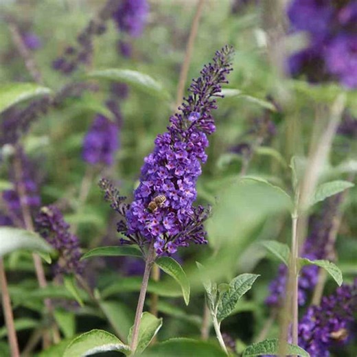 Thompson Morgan Buddleja Davidii Empire Blue 9Cm Potted Plant X 3