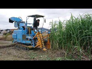 こんなの見たことない！ サトウキビの機械収穫作業 東かがわ市