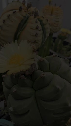 #plantas #cactus #astrophytum | B-Cactus