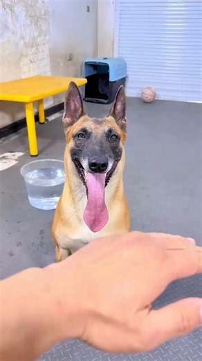 This dog is absolutely incredible and smart. Watch as his owner calls out commands. He doesn't skip a beat.