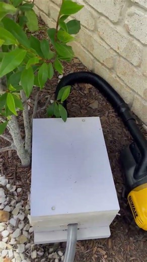 Native Bee Hive Removal