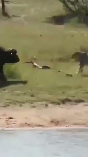 |discovery channel| discovery lion|space discovery animals#wild_animals|discovery24|discovery live