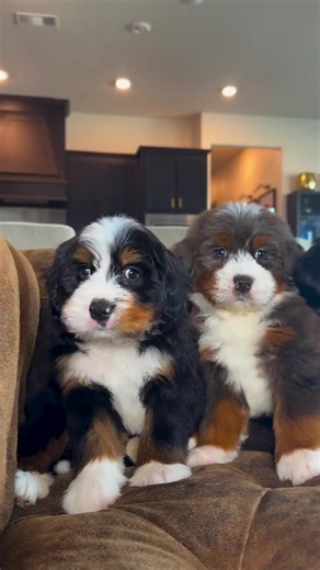#doodles #doodle #bernedoodle #puppy #puppydog