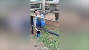 Baby-Elefant bettelt um Streicheleinheit - Widerstand ist zwecklos