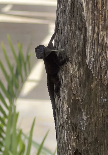 Deborah Pinto on TikTok