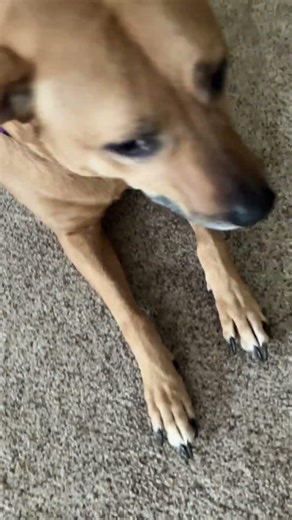 Meet Coraline - Staff & Volunteer Pick, Benchwarmer! a Mixed Breed, Medium (up to 44 lbs fully grown