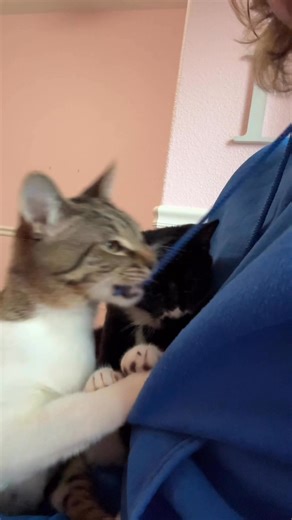 My lap runneth over Anyone know of a lap in need of a cat? Yolo County SPCA | Bean's Itty Bitty Foster Kitties