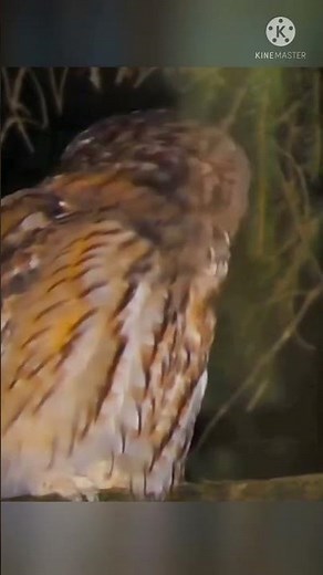 Owl Crying Owl Sound