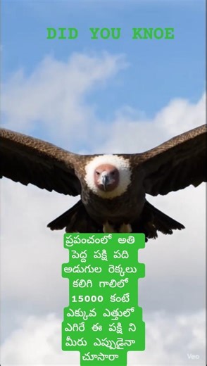 Have you seen the bird with the largest wingspan in the world?