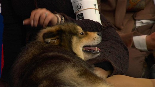 NDS Purina Expert POV – Do dogs enjoy dog shows?