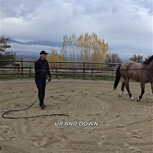 I don't use the whip to punish, but as encouragement or extra pressure. The goal is for him to respond to my hand, body, and voice instead of tools. He should feel my hand and halter to guide him. #HorseTraining #Equestrian #Horsemanship #AnimalCommunication #PositiveReinforcement | Mastery Horsemanship