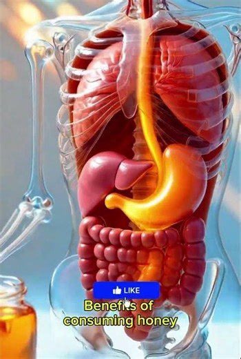 Honey Digestion Explained: Inside the Human Body | Skeleton 3D Animation”