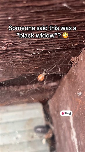SPOTTED IN SOUTH UK. Can anyone confirm this is a black widow? It looked more orange tbh… #black #widow #spider #in #england
