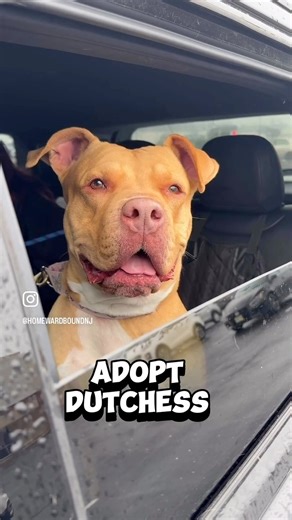 Adopt Dutchess!!! 😍 She has been living in a kennel since 6/5/25. 💔 | Homeward Bound Pet Adoption Center