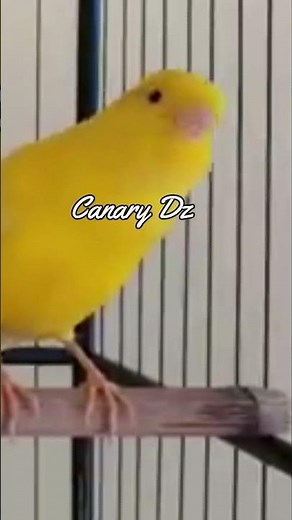 اقوى تغريد ذكر #كناري لتجهيز انثى الكناري للتزاوج CANTO DO CANÁRIO #canário #canary #birds