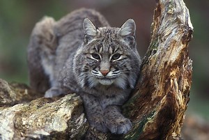 Hunter Records Bobcat Attacking Buck under Treestand | OutdoorHub