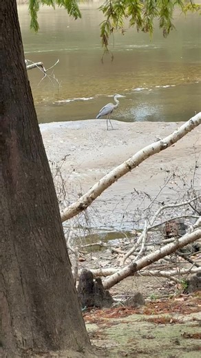 A Great Egret and a Great Blue Heron enjoying some fishing on the Neuse River at Neuseway Nature Park today ❤️ | Neuseway Nature Park