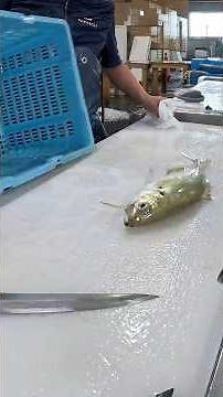 freshwater fish cating skills