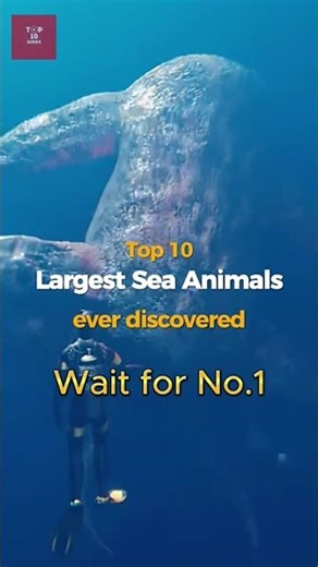 10,animals,biggest animals in the world,largest sea animals in the world,biggest