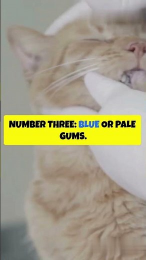 Top 5 Cat Heart Attack Signs You’ve Never Heard Of