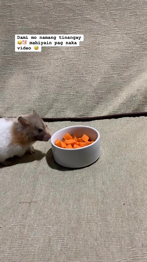 Tricolor Syrian Hamster (Teddy Bear Hamster) #hamsters #cutebabies #teddybearhamster #hamsterdaily # | Hamster Daily