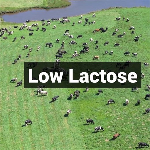 Why Our Colostrum Contains NO Bovaer - Sth Gippsland Dairy #australianmade #colostrum #immunesupport