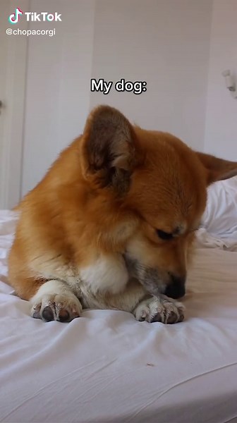 Chopa & Topa on TikTok