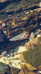 9.9K views · 306 reactions | A Nudibranch sea slug was spotted at Sharkey's Beach yesterday. Marissa Gunning captured the charming fellow on her camera. Is it a Phyllodesmium? NUDIBRANCH LOVERS | ABC Illawarra | Facebook