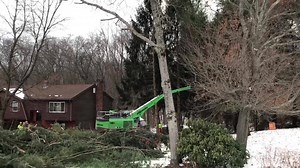 The real deal. Distinctive teams up with Mayer Tree from Essex Ma to clear sewer easements in South Windsor, CT. We cut and processed 45 trees into 3 dense 110 cubic yard trailers. More tomorrow. | Distinctive Tree Care