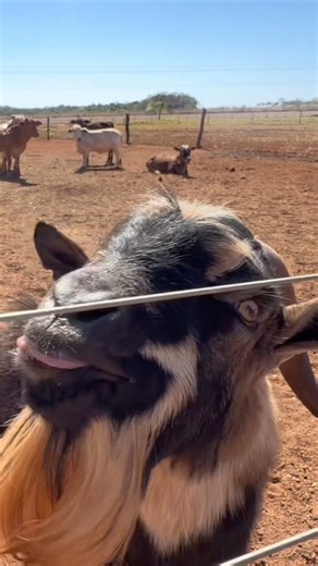 ESSE E O BODE MAIS LOUCO QUE JA VI‼️😳 #fazenda