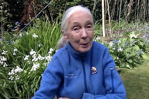 532K views · 10K reactions | Dr. Goodall shares her Easter/Passover/Spring message to inspire us each to think about new life and new beginnings. One of her main reasons for hope right now is how communities have come together to help one another. What gives you hope? Happy Spring! Keep up with Jane as she shares virtual readings every week at storytime.janegoodall.org | Dr. Jane Goodall | Facebook