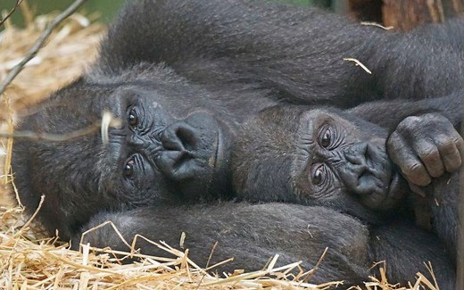 Primates: qué son, características, taxonomía, alimentación, reproducción