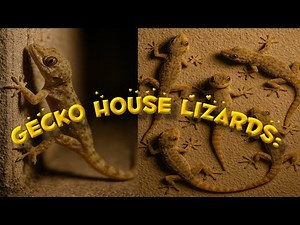 Gecko House Lizards: